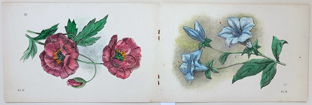 CORSO PROGRESSIVO DI DISEGNO - FIORI - immagine 2
