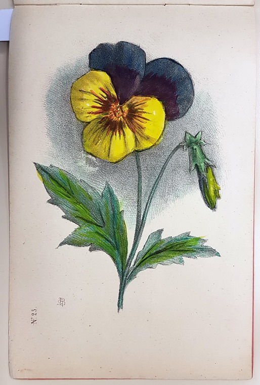 CORSO PROGRESSIVO DI DISEGNO - FIORI - immagine 3