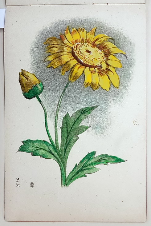 CORSO PROGRESSIVO DI DISEGNO - FIORI - immagine 4